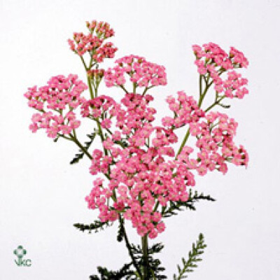 Achillea 'Pink Lady'