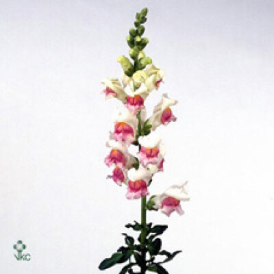 Antirrhinum majus 'Maryland Appleblossom'