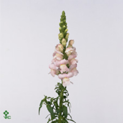 Antirrhinum majus 'Avignon Silver'