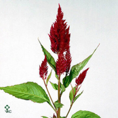 Celosia argentea (Plumosa Grp) 'Century Paars'