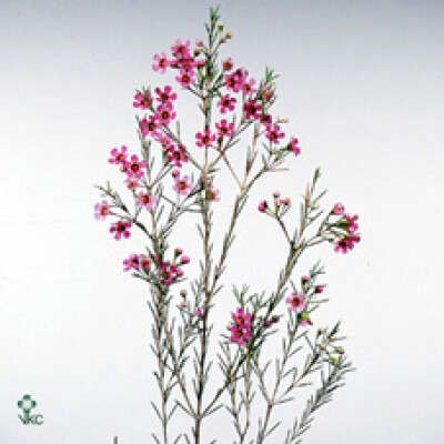 Chamelaucium uncinatum 'Pink Gracia'