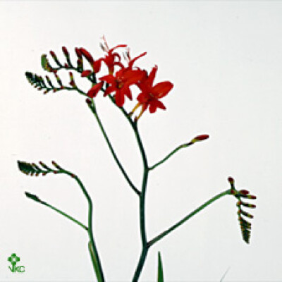 Crocosmia 'Red King'