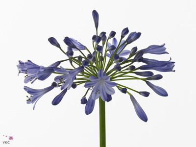 Agapanthus (Trumpet Grp) 'Johanna'