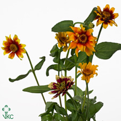 Zinnia haageana 'Persian Carpet'