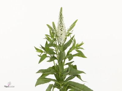 Veronica longifolia Skyler Splash White