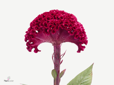 Celosia argentea (Cristata Grp) 'Merlot Magic'