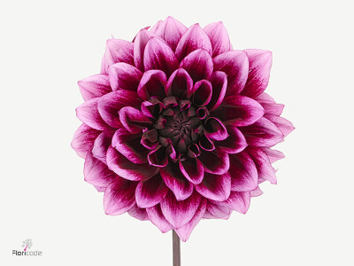 Dahlia (Decorative Grp) 'Davina Michelle'