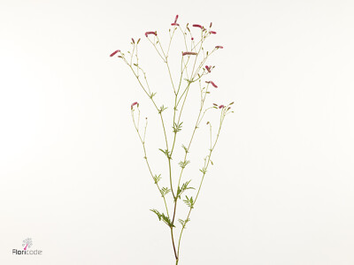 Sanguisorba tenuifolia 'Pink Nina'