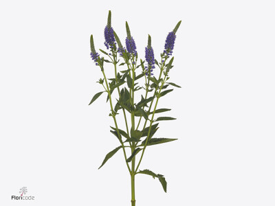 Veronica longifolia Skyler Splash Blue