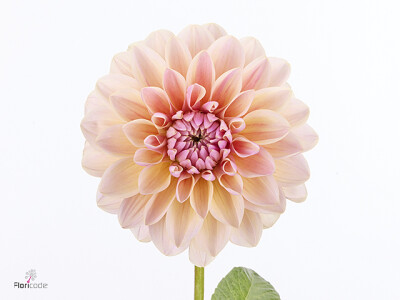 Dahlia (Decorative Grp) Sweet Maria