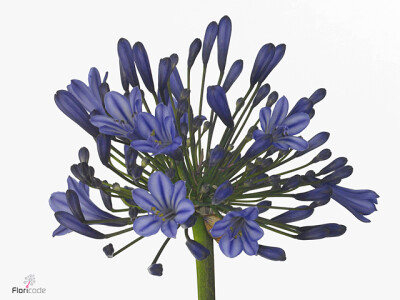 Agapanthus (Trumpet Grp) 'Blue Giant'
