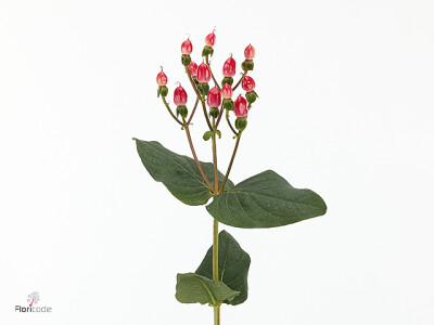 Hypericum inodorum Magical Fireflame 