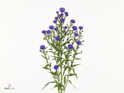 Aster (Novi-belgii Grp) 'Double Date Dusk'