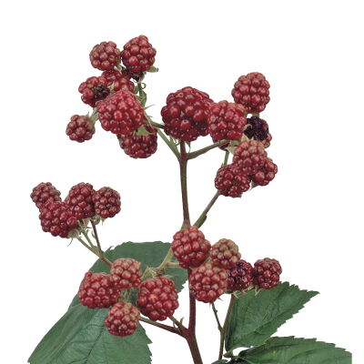 Rubus fruticosus 'Chester'