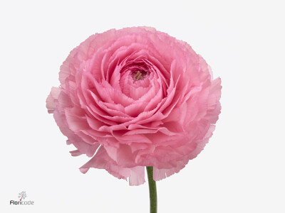 Ranunculus asiaticus Romance Louise