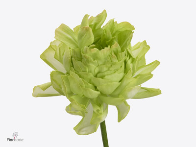 Ranunculus asiaticus Romance Supreme Light Green
