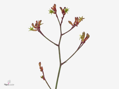 Anigozanthos KIRRA