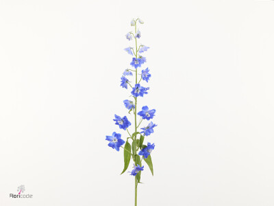 Delphinium dubbelbloemig (Elatum Grp) 'Orbit Azure Blue'