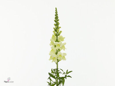Antirrhinum majus 'Antibes Lemon'