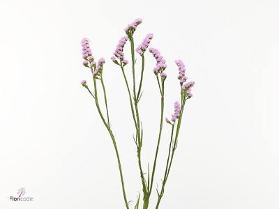 Limonium sinuatum 'French Pink'