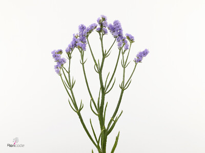 Limonium sinuatum 'Figaro Lavender'