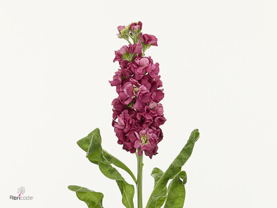 Matthiola incana 'Impala Maroon'