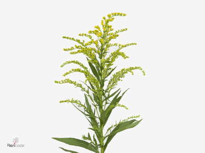 Solidago Carzan Taramba
