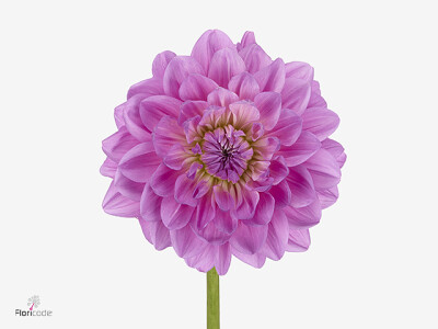 Dahlia (Decorative Grp) 'Dezign Lavender Purple'