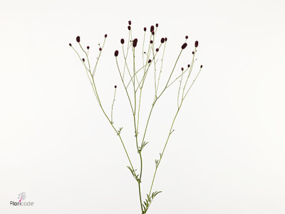 Sanguisorba officinalis 'Arnhems Glory'
