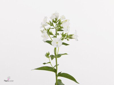Phlox (Paniculata Grp) 'Gogo White Jumbo'
