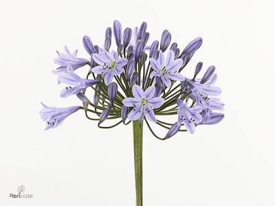 Agapanthus 'Cornelis'