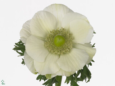 Anemone coronaria 'Mistral Plus White'