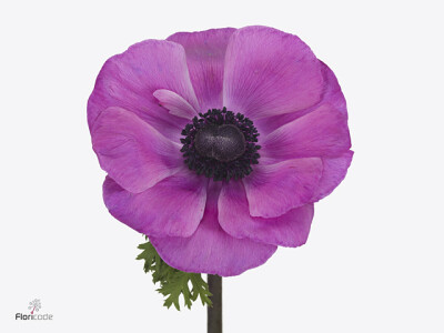 Anemone coronaria 'Mistral Plus Fucsia'